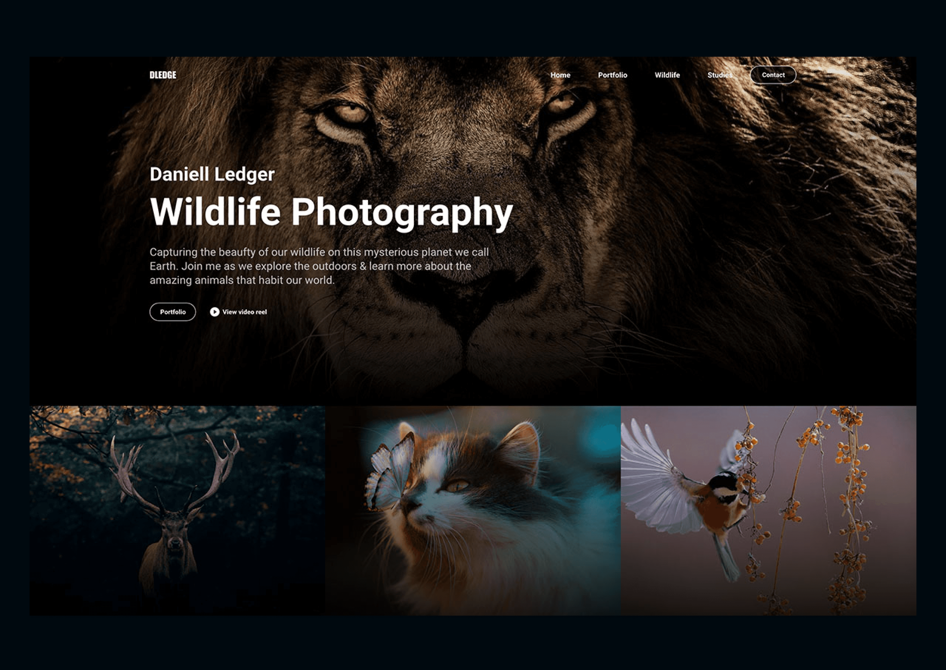 Daniell Ledge - Wildlife Photography Portfolio Introduction