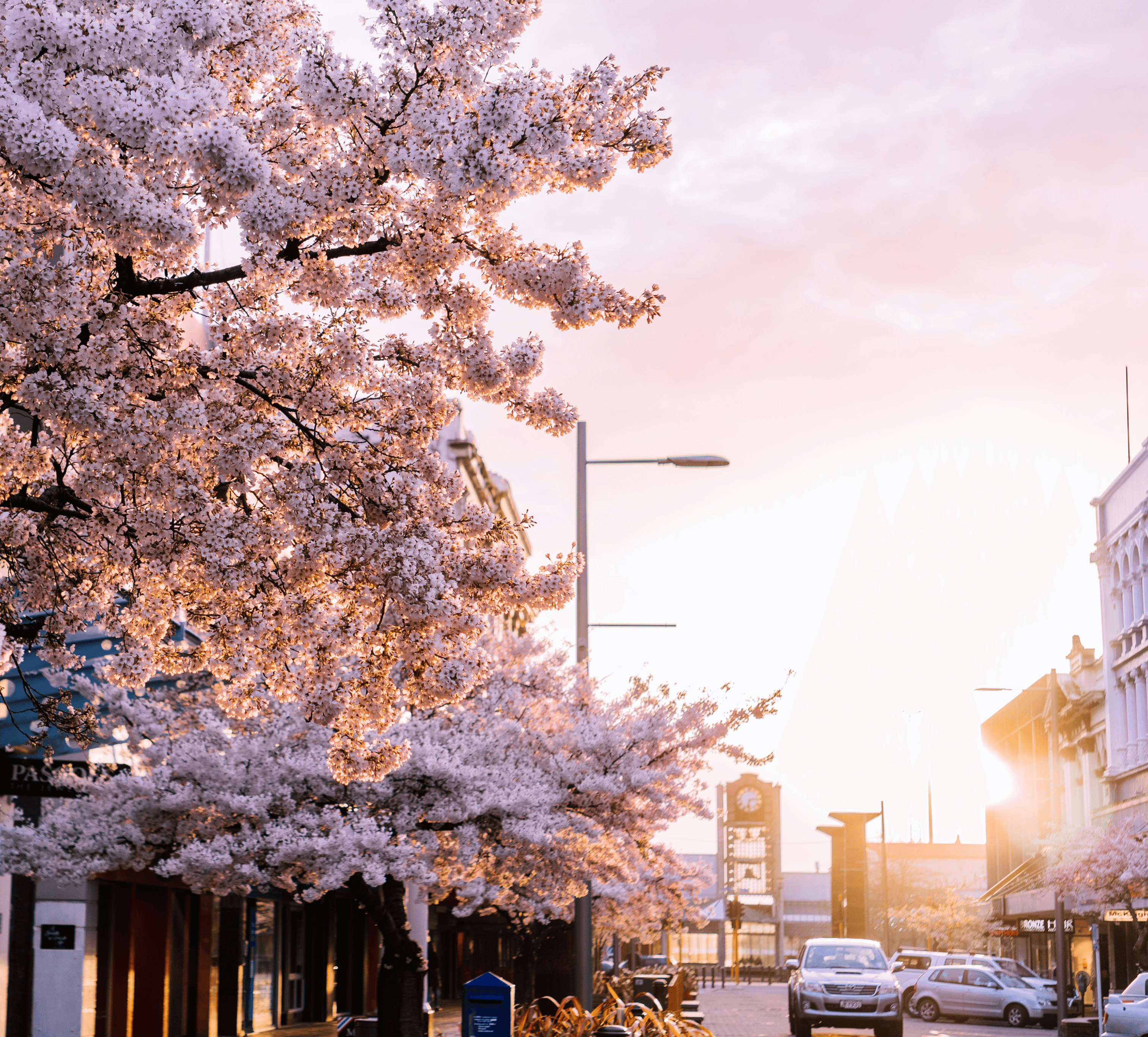 Cherry Blossoms in Invercargill City